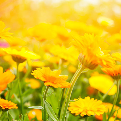 Naturopathic Medicine