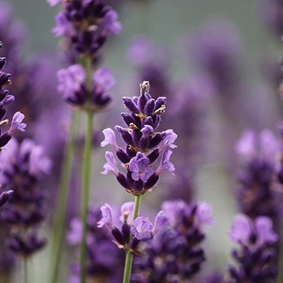 Naturopathic Medicine